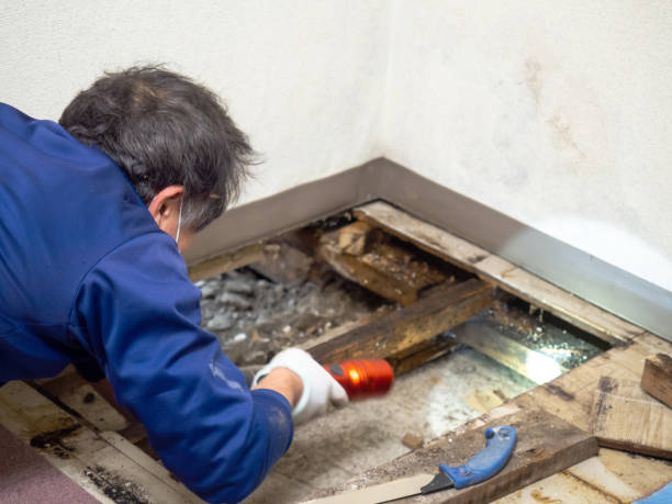 Best White Mold Remediation in Waycross, GA
