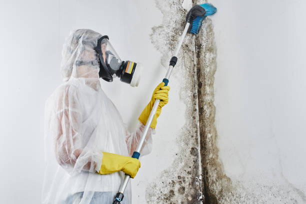 Best Emergency Mold Remediation in Waycross, GA