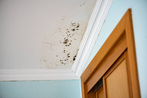 Professional Mold Remediation in Waycross, GA