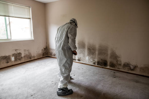 Best Black Mold Remediation in Waycross, GA